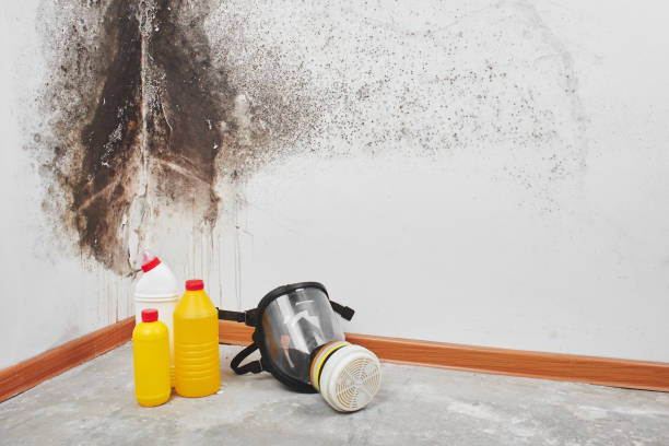 Best Basement Mold Remediation in The Hideout, PA
