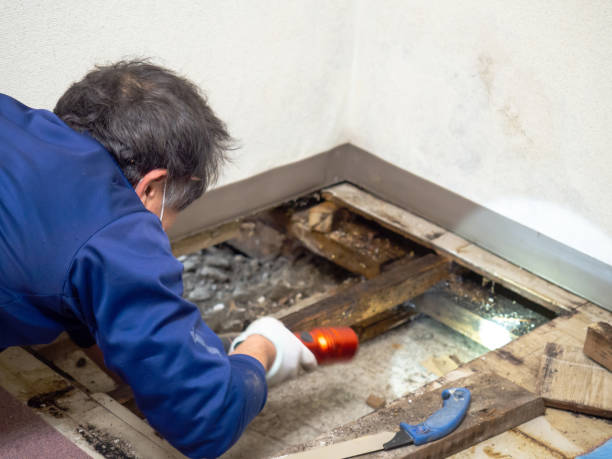 Best Health and Safety Mold Remediation in The Hideout, PA